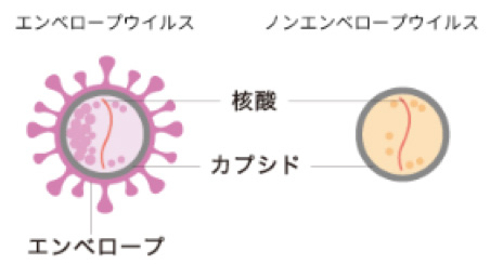ウイルスの基本的な構造イメージ